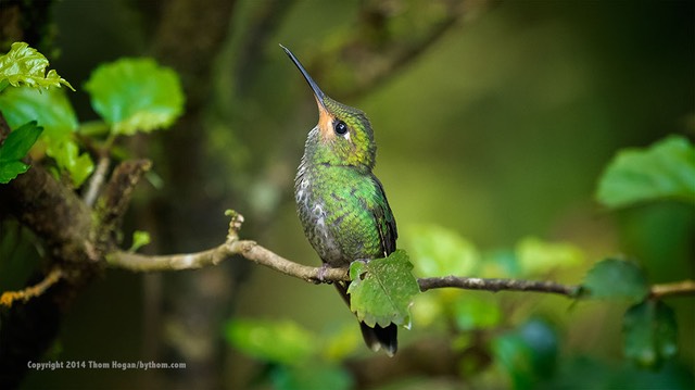 INT_COSTA-RICA_12-2014_EM1_14807