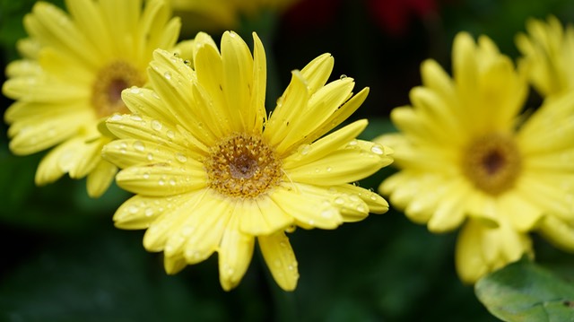 bythom US NV NAB April 2016 A7rII 19697