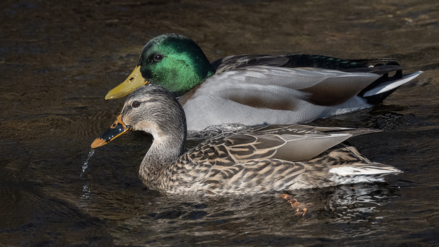 bythom US PA LittleLehigh Z50II 13893