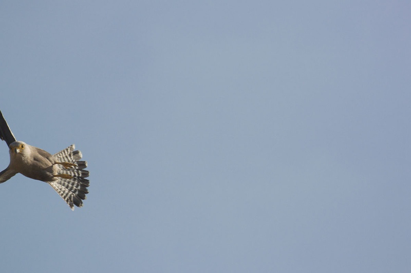 INT AF BOTS 8-2013 V2 30177.jpg