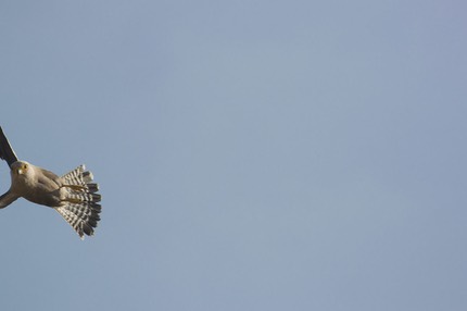 INT AF BOTS 8-2013 V2 30177.jpg