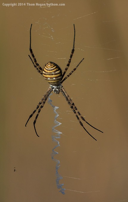 INT BOTS Okavango 8-2014 V3 38058.jpg