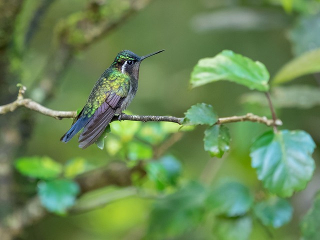 INT COSTA-RICA 12-2014 EM1 14760.jpg