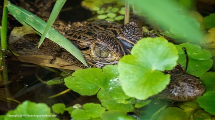 INT COSTA-RICA 12-2014 EM1 15271.jpg